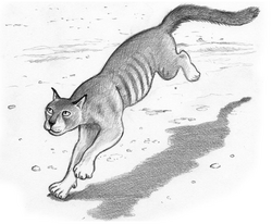 Queensland tiger Coudray