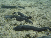 Sea cucumbers