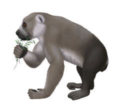 Reconstruction of Archaeoindris by Wikipedia user Smokeybjb.