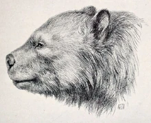 Head of Arctotherium reconstructed by Robert Bruce Horsefall.