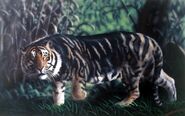 Pseudo-melanistic tiger