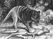 Queensland tiger, William Rebsamen