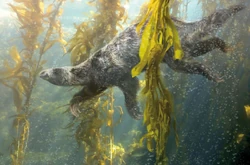 Thalassocnus by Velizar Simeonovski