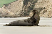 Elephant seal