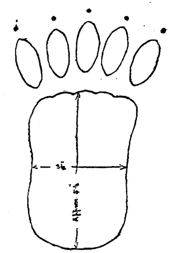 nandi bear encyclopaedia of cryptozoology fandom nandi bear encyclopaedia of