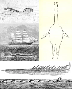 Drawings of various sea serpents by or for alleged eyewitnesses. Clockwise from upper left: the  (1905), the  (1919), the  (1856),  (1755), and the  (1877).