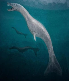 Illustration of the tizheruk as a pinniped (C.M. Koseman).