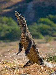 Komodo dragons (Varanus komodoensis) are capable of standing upright, but only for a limited time (iStock).