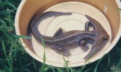 The famous "Diplocaulus in a dish" photograph.
