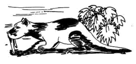 Depiction of the maipolina as a giant sabre-toothed otter by Christian Voillemont, from Robinsonnade en Amazonie (1994)