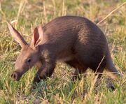 Aardvark