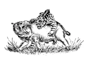 Illustration of a  attacking a hippopotamus, by an unknown artist.