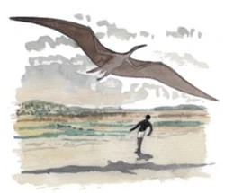 Illustration of the Namibian pterosaur by  in  (2009).