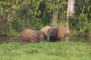 Forest elephants in water