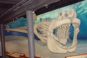 Reconstructed skeleton of a megalodon at Calvert Marine Museum in Maryland. (Source).
