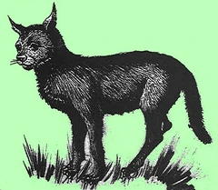 A drawing of the mitla prepared by Jeremy Mallinson during his search for the animal