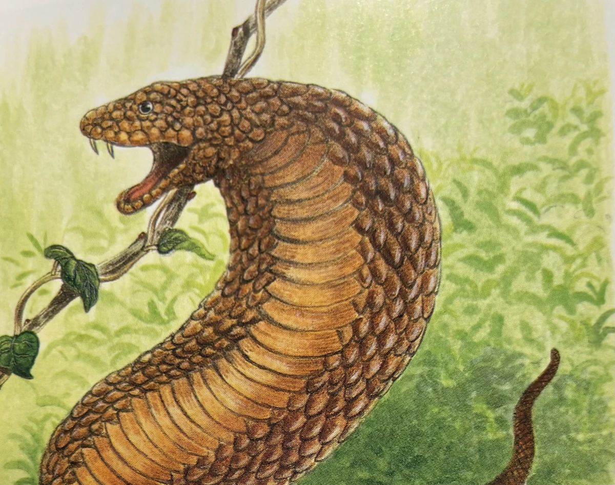 Tsuchinoko | Encyclopaedia of Cryptozoology | Fandom