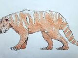 Queensland tiger