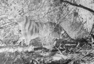 (2) Colour-inverted version of the Rilla Martin photograph, showing the animal's outline more clearly.