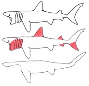 Illustration of the pseudoplesiosaur creation process by .