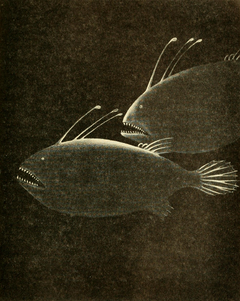 Alvin new arrivals the anglerfish