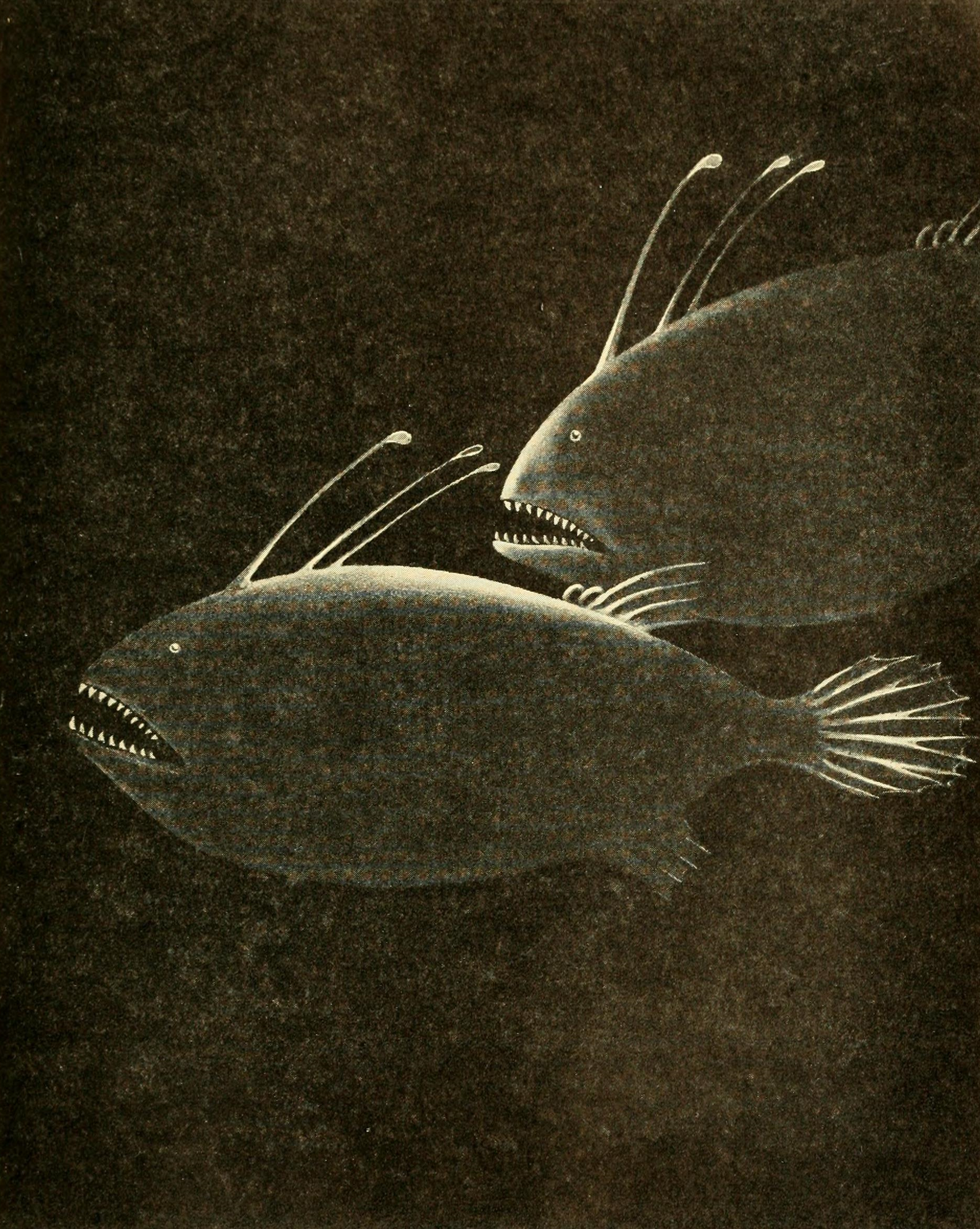 Alvin the anglerfish new arrivals