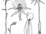Corsiopsis chinensis