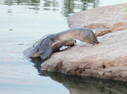 African softshell turtle 2