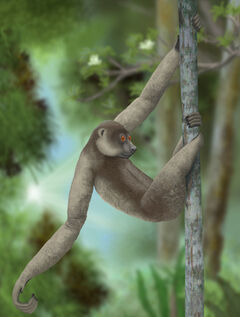 Palaeopropithecus ingens Smokeybjb