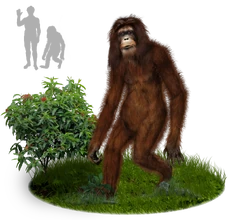 Digital reconstruction of the orang-pendek by Tim Bertelink on Wikipedia.