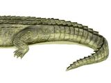 Giant caiman