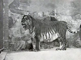 Caspian tiger
