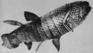 Steinertmodel.gif (21 KB) A photograph of Steinert's 1965 silver coelacanth