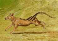 Thylacine