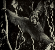 Orangutans rarely exceed 5 ft (1 m 50 cm) in height and 300 lbs (136 kg) in weight, the estimated weight of this Bornean orangutan (Public Domain).