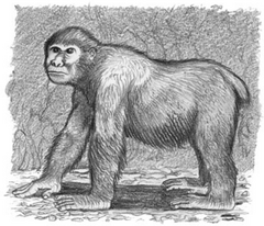 The primates of Madagascar : Tattersall, Ian : Free Download