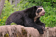 Spectacled bear