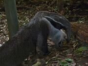 Giant anteater leaf litter