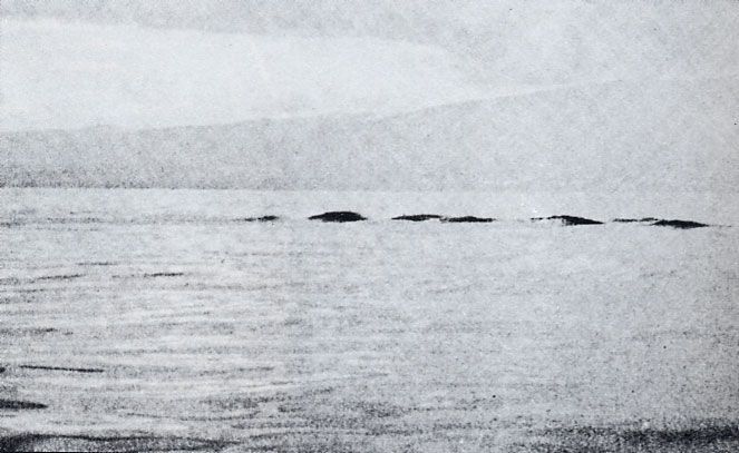 Ogopogo | Encyclopaedia of Cryptozoology | Fandom