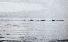 One of Edward R. Fletcher's 3 August 1976 photographs of an alleged ogopogo.