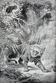 A classic restoration of Machairodus, a particularly succesful sabre-toothed cat, by Lancelot Speed (1905).