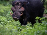 Giant forest hog