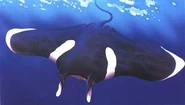 Beebe's manta