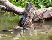 Python Lake Victoria