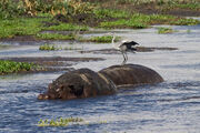 Hippo submerged