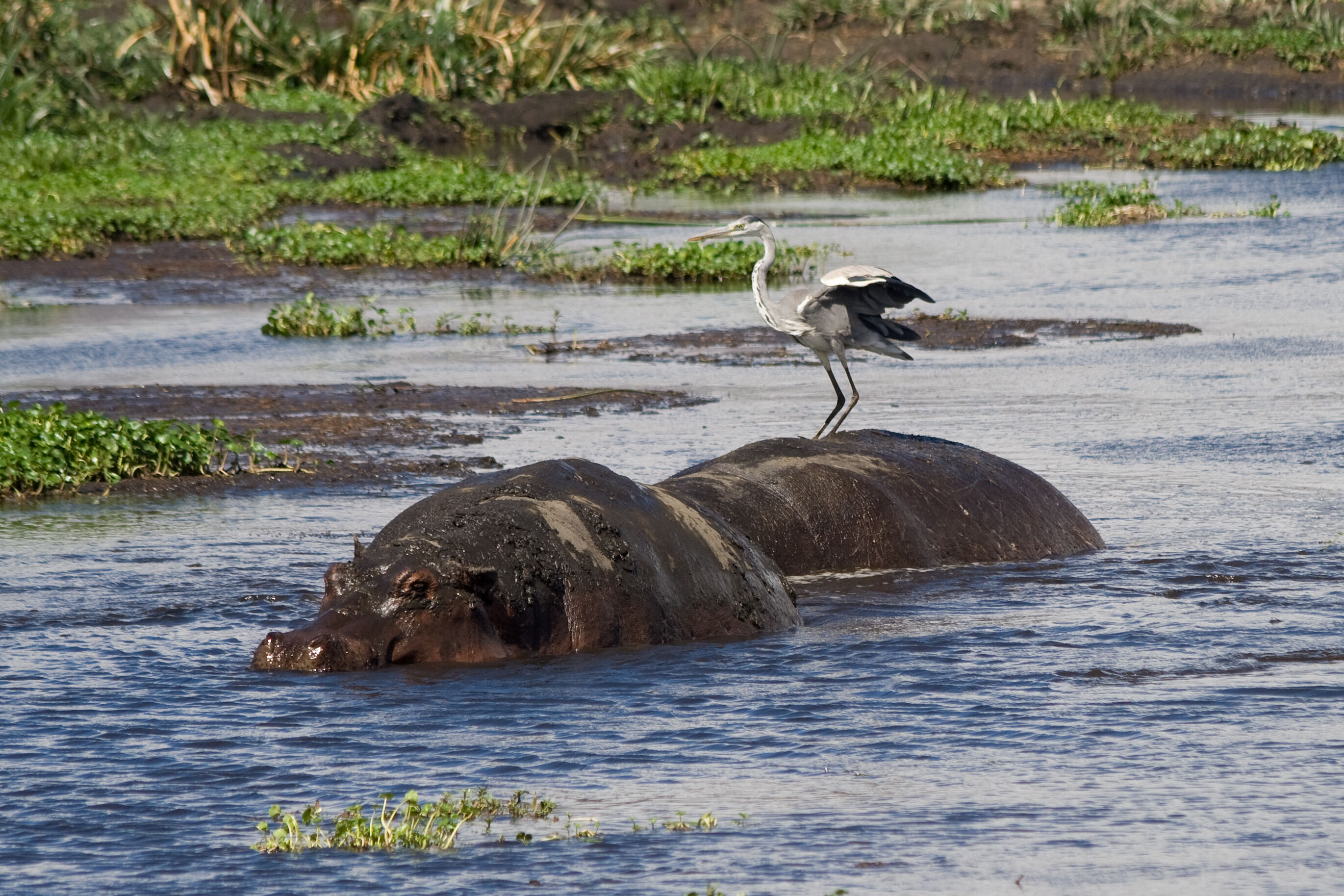 Interesting Things with JC #779: Mokele Mbembe Dive into the heart