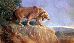 Painting of the North American Smilodon fatalis by Charles R. Knight.