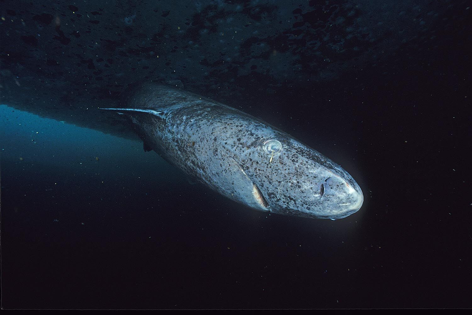 Deepstar 4000 fish | Encyclopaedia of Cryptozoology | Fandom