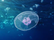 suggests a connection with a jellyfish such as the moon jelly (Aurelia aurita; Source).