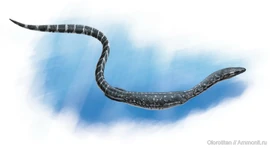 Reconstruction of Dolichosaurus by artist Olorotitan.